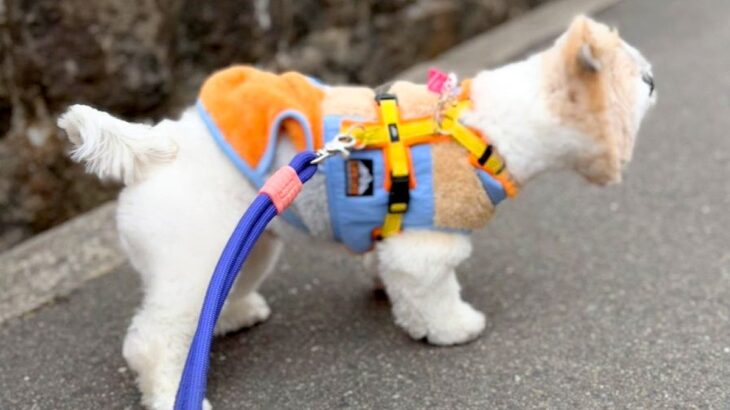 『うちの犬、何かに似てるな』と思っていたら…想像以上だった『似すぎているもの』に5万いいね「予想より似てたｗ」「そのままで草」と爆笑(ブログ)