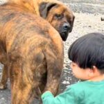 赤ちゃんが土佐犬のしっぽを触ると…すべてを理解している行動と『ママとの差』が314万再生「おう坊主！って言ってそうｗ」「優しい」と称賛(ブログ)