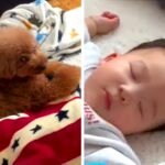 赤ちゃんがお昼寝をしていたら、見ていた犬が…絶対に離れない『可愛すぎる警備の様子』が2万再生「お守りしてるの凄い」「ちゃんと合わせてる」(ブログ)