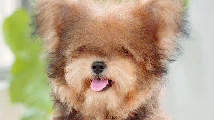 毛が伸びてボサボサになった犬をトリミングしたら…『まるで別犬？』想像以上なビフォーアフターが11万再生「全然違う」「控えめに言って天使」(ブログ)