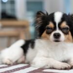 犬が『今にも寝てしまいそうな時』のサイン4つ　愛犬が見せる仕草の理由から注意点まで解説(ブログ)