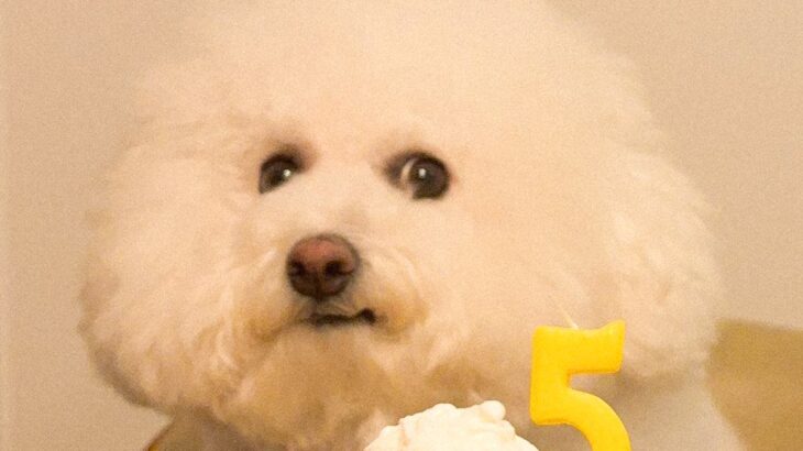 『どういう感情…？』犬のために一生懸命『誕生日ケーキ』を作った結果…まさかのリアクションに5万いいね「表情が人間で草」「顔ｗｗ」と爆笑(ブログ)