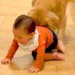 『赤ちゃんが大型犬と遊んでいる』と思ったら…まさかの場所に向かって見せた『尊い光景』が3万再生「仲良しでほっこり」「兄弟みたい」と絶賛(ブログ)