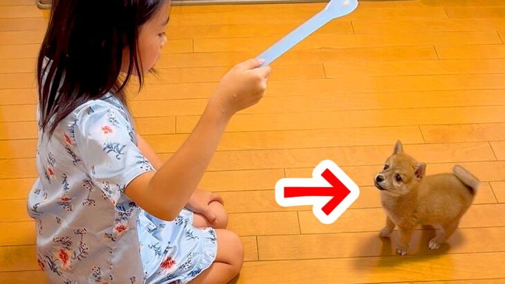 牽制しあっていた『女の子と赤ちゃん犬』が、１年後…当時では考えられなかった『現在の光景』が26万再生「可愛すぎる」「なんて尊いの」(ブログ)