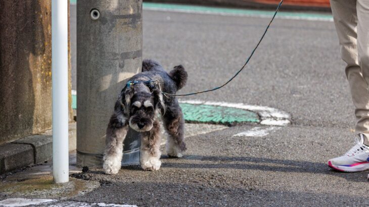 犬が電柱の匂いを嗅いでいる理由2つ　起こりうるリスクや飼い主ができる対処法まで解説(ブログ)