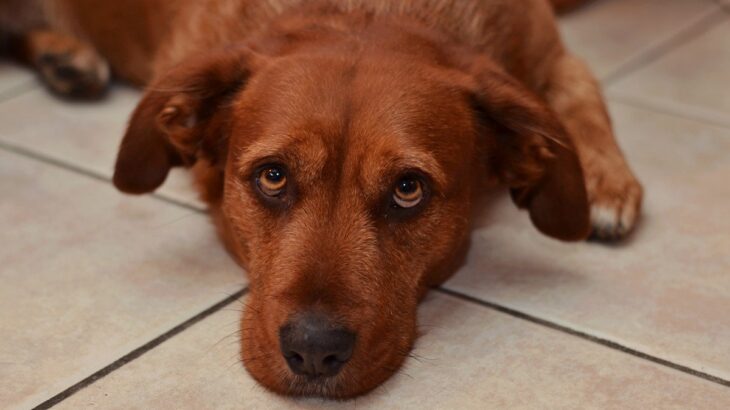 愛犬にストレスを与える『飼い主の行動』3つ　実はあなたもやってしまっているかも…(ブログ)
