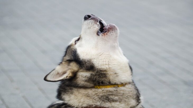 犬がサイレン音を聞くと遠吠えする理由とは　なぜ反応してしまうの？やめてもらうための対処法まで(ブログ)