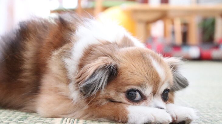 犬が飼い主に『ごめんなさい』と言っているサイン4選　愛犬を反省させる正しい叱り方まで(ブログ)