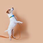 犬が散歩前に暴れるときの心理4つ　なぜ興奮しているの？落ち着かせるための対処法まで(ブログ)