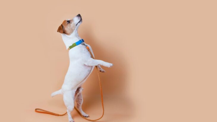 犬が散歩前に暴れるときの心理4つ　なぜ興奮しているの？落ち着かせるための対処法まで(ブログ)