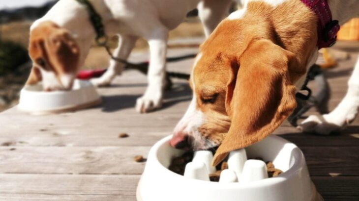 犬の早食いは寿命を縮めるって本当？危険である３つの理由から改善方法までご紹介(ブログ)