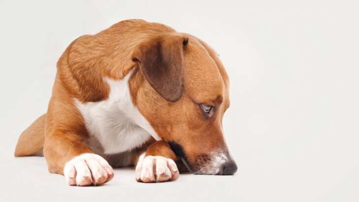 犬が頼りないと思う『飼い主のNG行為』5選　行き過ぎた言動のせいで愛犬からの信頼を失うことも(ブログ)