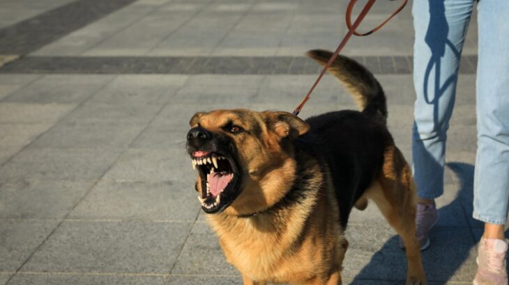 『怒りっぽい犬』に共通する特徴4つ　威嚇してしまう原因から対処法まで解説(ブログ)