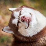 犬が『ハッピーなとき』にする行動4選　愛犬がみせる幸せサインや大喜びさせるコツまで(ブログ)