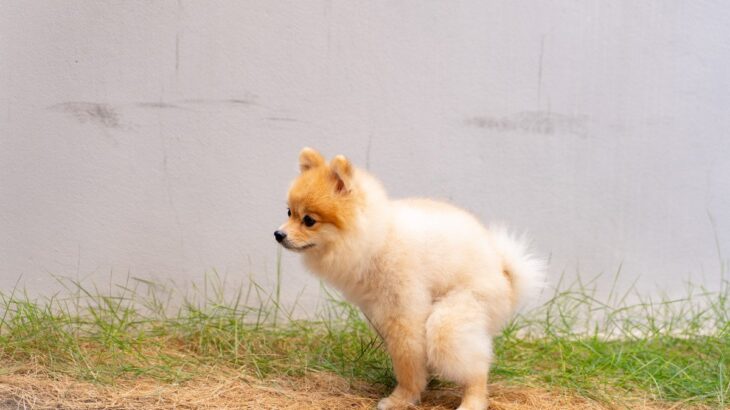 犬のウンチを道に放置するのは危ない？他のわんこへ悪影響を及ぼす可能性も(ブログ)