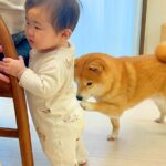 赤ちゃんが『つかまり立ち』をしていたら、犬が来て…まさかの『危険を察知した行動』が凄すぎると55万再生「心配なんだね」「家族愛すごい」(ブログ)