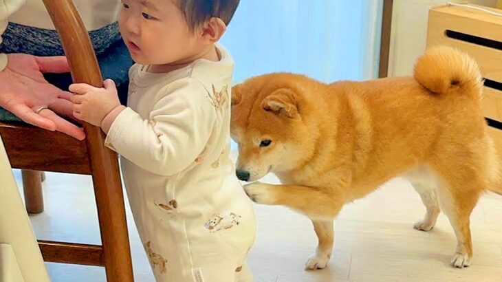 赤ちゃんが『つかまり立ち』をしていたら、犬が来て…まさかの『危険を察知した行動』が凄すぎると55万再生「心配なんだね」「家族愛すごい」(ブログ)