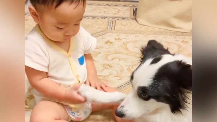 赤ちゃんと一緒に遊ぶ犬→どうしても撫でてほしくて…必死にアピールをする光景と『まさかの結末』が8万再生「なかなか通じないｗ」「癒された」(ブログ)