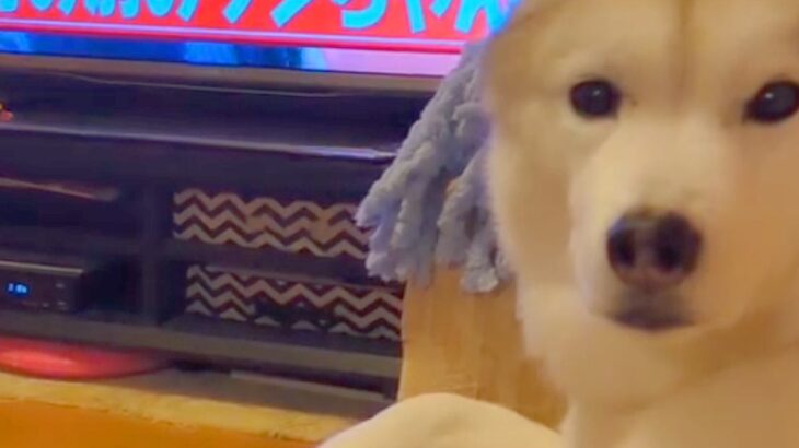 テレビに赤ちゃん犬が映ったら、大型犬がジッと見つめてきて…『絶対に可愛いと言えない空気』が86万再生「監視してて草」「ヤキモチｗ」(ブログ)