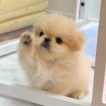 赤ちゃん犬が『初めてハウスから出た』結果…想像を超える『反則級に可愛い仕草』に3万いいね「確認してるの賢い」「よちよち歩き最高」(ブログ)