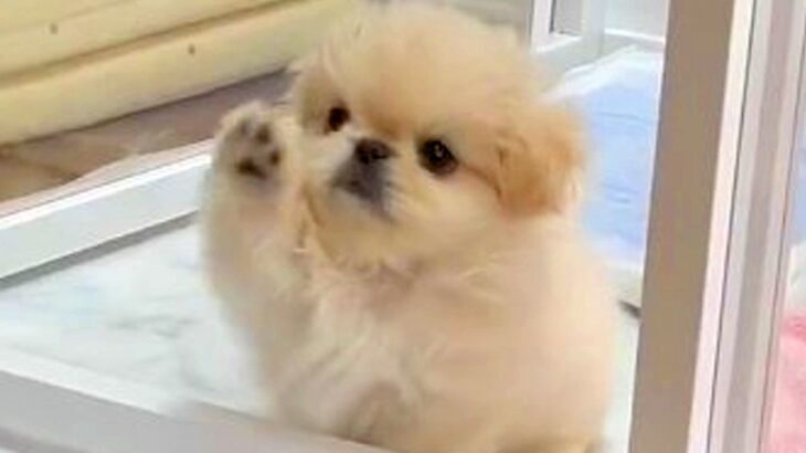 赤ちゃん犬が『初めてハウスから出た』結果…想像を超える『反則級に可愛い仕草』に3万いいね「確認してるの賢い」「よちよち歩き最高」(ブログ)