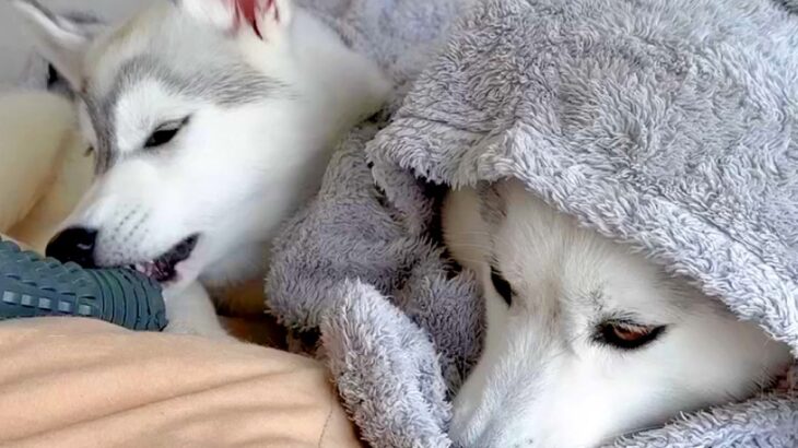 雪国生まれのハスキー犬→過保護に育てられた結果…思っているのと違う『まさかの光景』が78万再生「想像以上で笑った」「猫みたいｗ」と爆笑(ブログ)