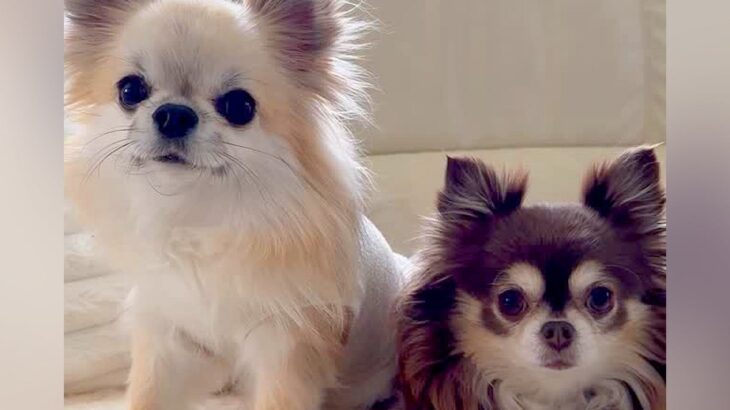 『洗濯物にオシッコしたのは誰？』3匹の犬に聞いてみたら…思った以上にわかりやすい『顔に出すぎている光景』が52万再生「素直」「最高ｗ」(ブログ)
