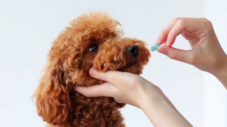 犬に絶対やってはいけない『薬の飲ませ方』5選　簡単にできる上手な与え方とは？(ブログ)