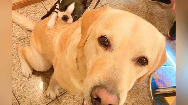 赤ちゃん犬が『大型犬を目の前にした』結果→まさかの『人間のような行動をとる光景』に3万いいね「ハッピーしか伝わってこない」と悶絶の声(ブログ)