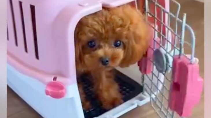 犬と遊んでいる途中で『地震の避難訓練』をしてみたら…想像以上にスムーズに避難する光景が1079万再生「天才では？」「完璧すぎ」と称賛(ブログ)