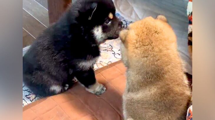 2匹の赤ちゃん犬→1匹が突然ひっくり返り…まさかの『自作自演』が尊すぎると109万再生「アカデミー賞もの」「疲れ吹っ飛んだ」と悶絶(ブログ)