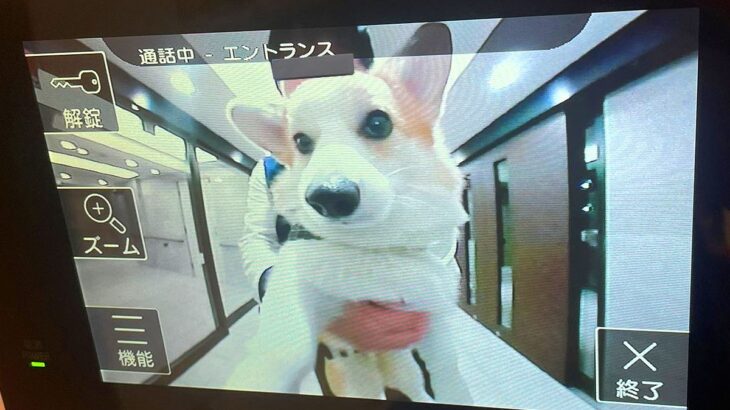 自宅のインターホンが鳴ったので、モニターを見てみた結果…まさかの『可愛すぎる訪問者』に9万いいね「即解錠案件ｗ」「天使かな？」と悶絶(ブログ)