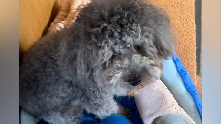 『生まれつき両目の無い犬』が飼い主の車の音を聞くと…あまりにも尊い『大喜びの仕方』が泣けると33万再生「涙が出た」「純粋で愛おしい」(ブログ)