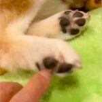 『犬も足の裏くすぐったいのか？』検証してみた結果…想定とは違う『まさかの反応』が14万再生「文句言ってるｗ」「おしゃべり上手で可愛い」(ブログ)