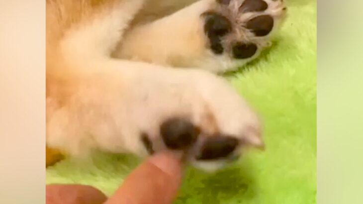 『犬も足の裏くすぐったいのか？』検証してみた結果…想定とは違う『まさかの反応』が14万再生「文句言ってるｗ」「おしゃべり上手で可愛い」(ブログ)