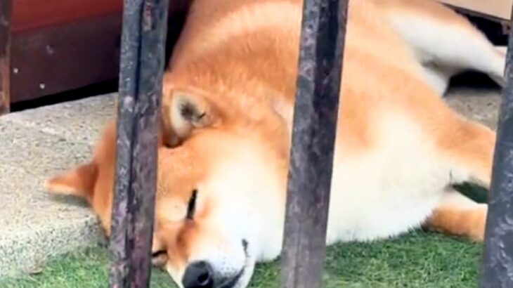 爆睡中の犬→飼い主にバレた結果…『慌てて警備に戻る光景』が憎めないと220万再生「可愛すぎるｗ」「寝てませんけど感出すの草」と爆笑(ブログ)