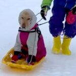 スキー場で遊び疲れたら、大型犬が…思っていたのと違う『犬ぞりをする光景』が面白すぎると129万再生「シュールで草」「顔が最高ｗ」と絶賛(ブログ)