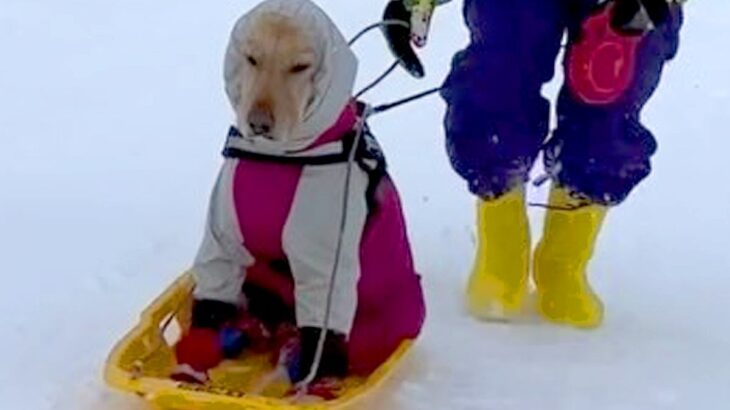 スキー場で遊び疲れたら、大型犬が…思っていたのと違う『犬ぞりをする光景』が面白すぎると129万再生「シュールで草」「顔が最高ｗ」と絶賛(ブログ)
