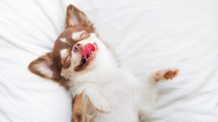犬が好みやすい５つの場所とは　なぜお気に入りになるの？安全に過ごすための注意点まで(ブログ)