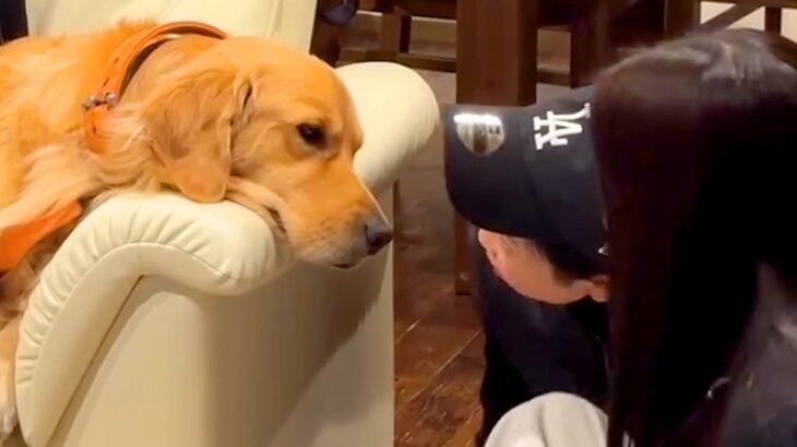 ソファで寝ぼけている大型犬→子供たちが目の前で『ただいま』と座ったら…涙が出るほど尊い『起きた後の行動』が686万再生「可愛すぎて悶絶」(ブログ)