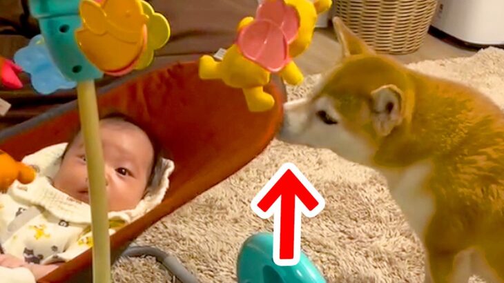 バウンサーで寝ている赤ちゃん→近くにいた犬が…まさかの『完全にべビーシッターになる光景』が24万再生「優秀過ぎる」「やっぱ犬って最高」(ブログ)