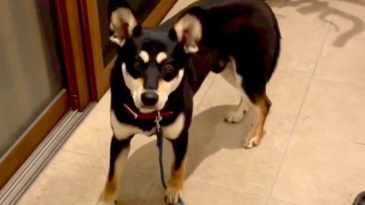 怯え震えて『1日中玄関にいた犬』が…徐々に心を開いていく『感動的な軌跡』が泣けると61万再生「なんて素敵な家族」「いいペアになりそう」(ブログ)