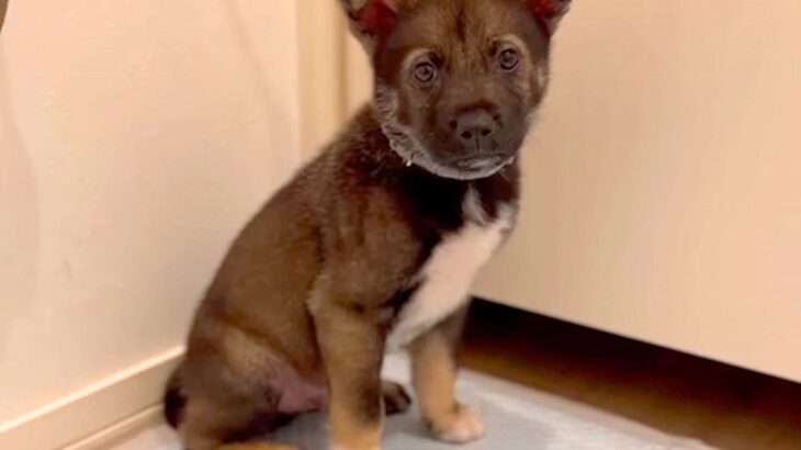 人を怖がり、引きこもっていた野犬の赤ちゃんが…1ヶ月半後の『見違えるほどの姿』と結末が7万再生「表情全然違う」「涙が出てきた」と感動(ブログ)