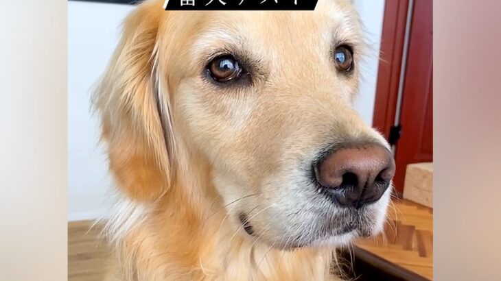 SNSで流行している『番犬テスト』をしてみた結果…大型犬が見せた『まさかの反応』が46万再生「偽物だと見破ってる説ｗ」「天使」と絶賛(ブログ)