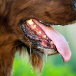 今すぐ病院へ…犬の『危険な症状』8つ　最悪の場合、亡くなってしまう要注意サインとは(ブログ)