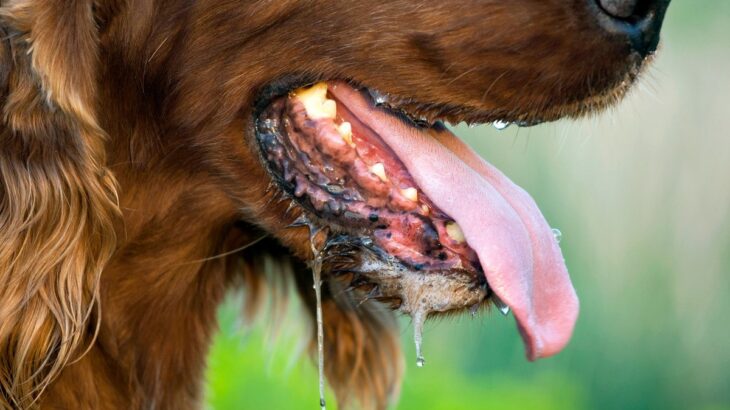 今すぐ病院へ…犬の『危険な症状』8つ　最悪の場合、亡くなってしまう要注意サインとは(ブログ)