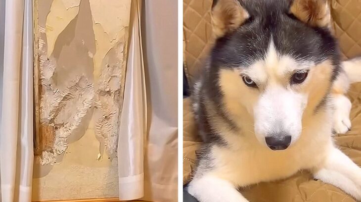 壁に『大穴』が開いていたので、大型犬を叱ったら…ほかの犬が見せた『怒るに怒れない行動』が10万再生「優しい」「絶対に許しちゃうｗ」と反響(ブログ)