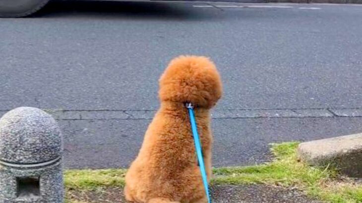バスの発車2分前→犬が『大好きな運転手さん』にどうしても会いたくて…素敵すぎる『まさかの神対応』が11万再生「優しすぎる」「相思相愛」(ブログ)