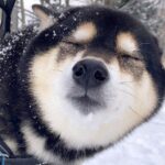 雪の日『散歩中に犬の可愛い写真を撮ろうとした』結果…思っていたのと違う『まさかの表情』が218万表示「完全にキス待ちｗ」「ロマンチック」(ブログ)