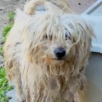 置き去りにされ『ボロボロになっていた犬』が…２ヶ月後のビフォーアフターに涙が止まらないと53万再生「まさにシンデレラストーリー」と感動(ブログ)